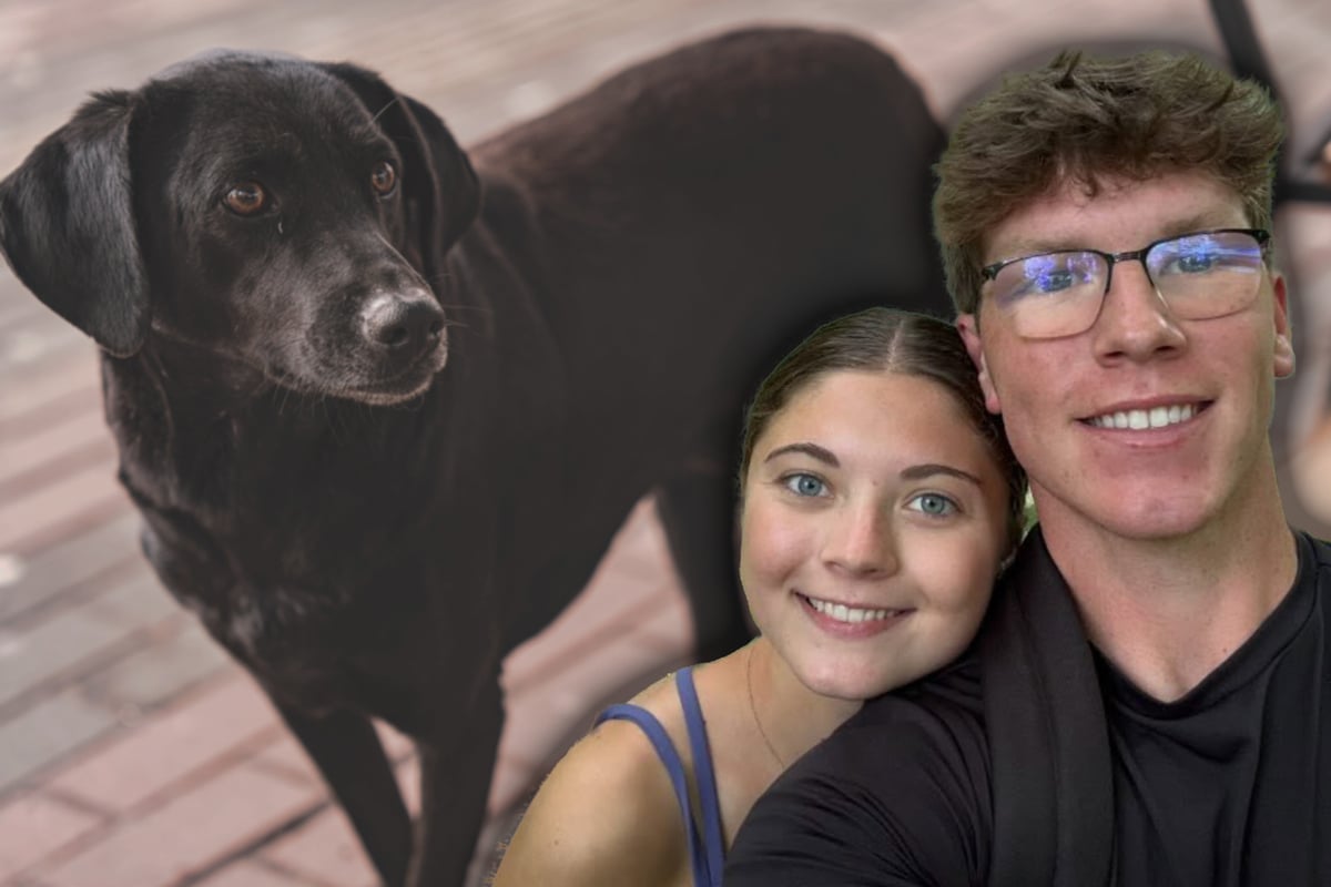 Missing dog is reunited with his best friend – now all grown up – after 8 years! Will he recognize him?