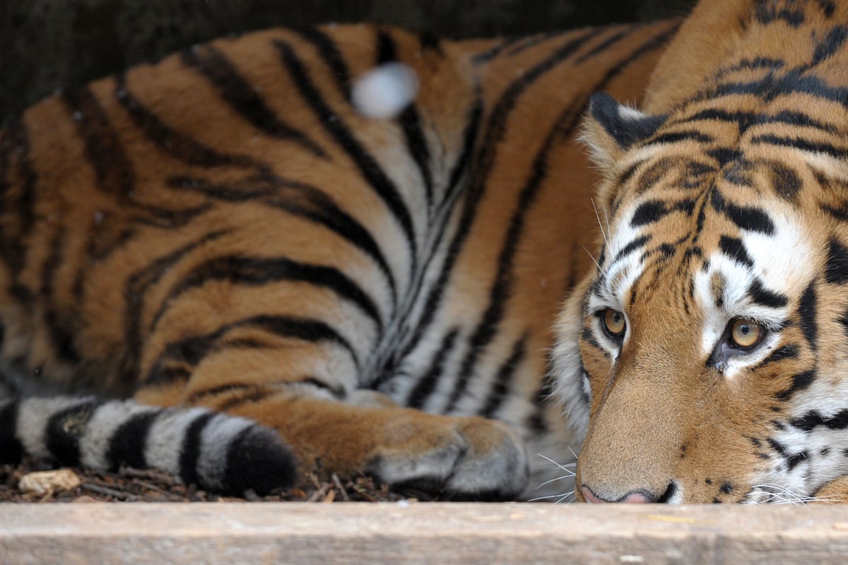 "Sehr traurig": Tiger Igor im Zoo Landau eingeschläfert