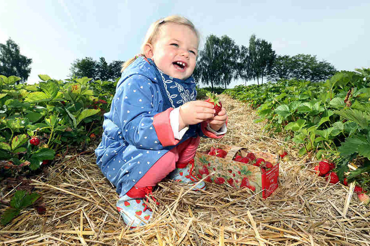 Wann gibt's wieder Erdbeeren zum selber-Pflücken? | TAG24