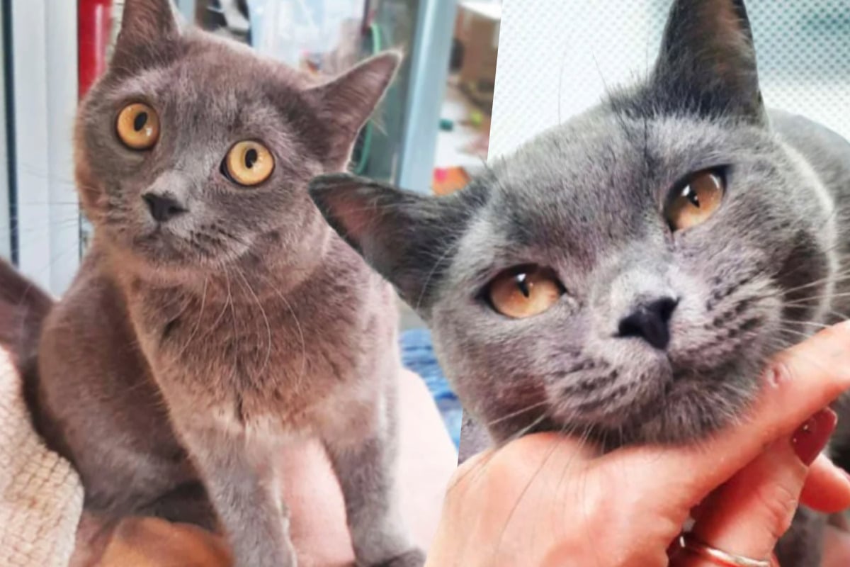 Katze-mit-Babys-gerettet-Doch-darum-ist-das-Leben-f-r-Urmel-besonders-schief