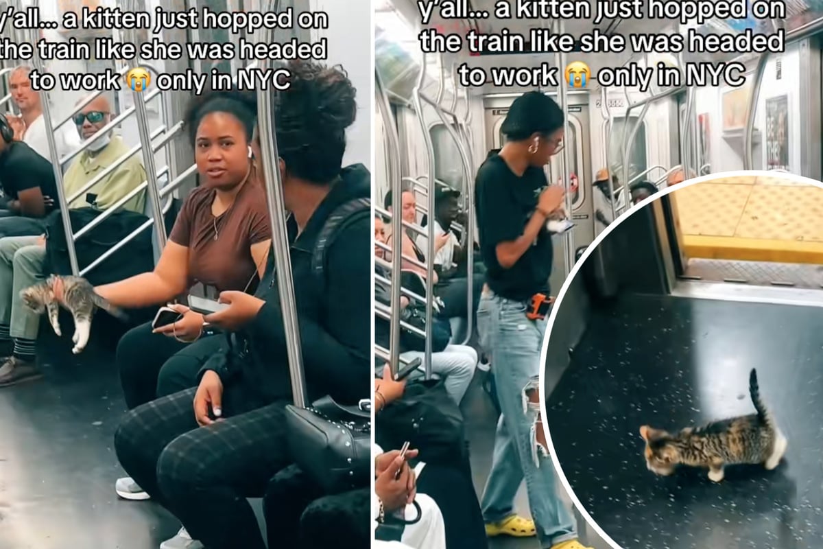Streunendes Kätzchen verläuft sich in U-Bahn und besiegelt damit sein Schicksal