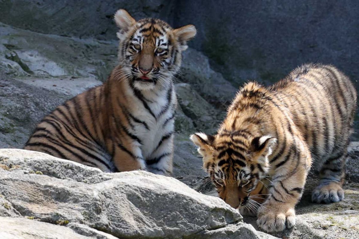 Tigerbabys dürfen erstmals raus: So verlief der erste Höhlen-Ausgang im Kölner Zoo