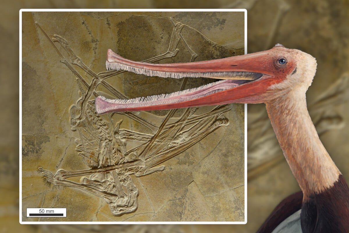 Urzeit Sensation Neuer Flugsaurier Balaenognathus maeuseri mit Hunderten Zähnen entdeckt
