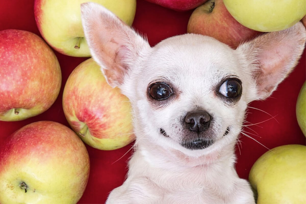 can-dogs-eat-apples