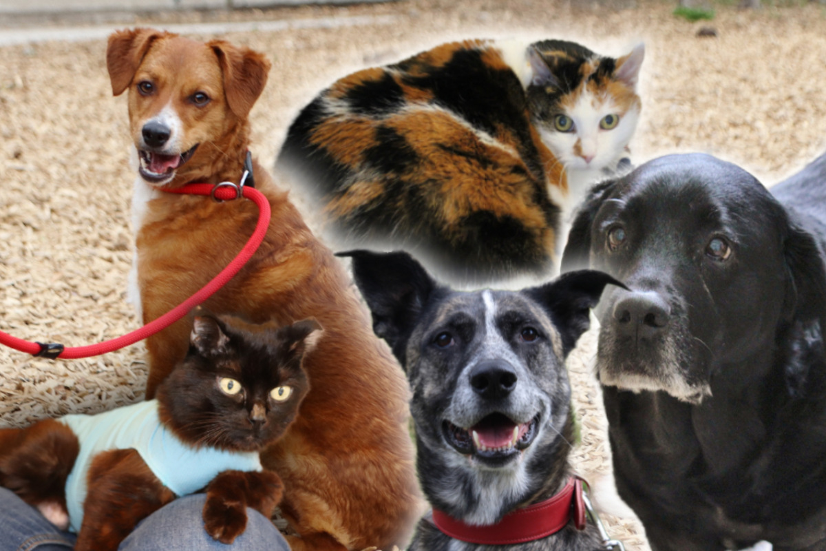 5 besondere Tiere Diese Hunde und Katzen suchen endlich ein Zuhause