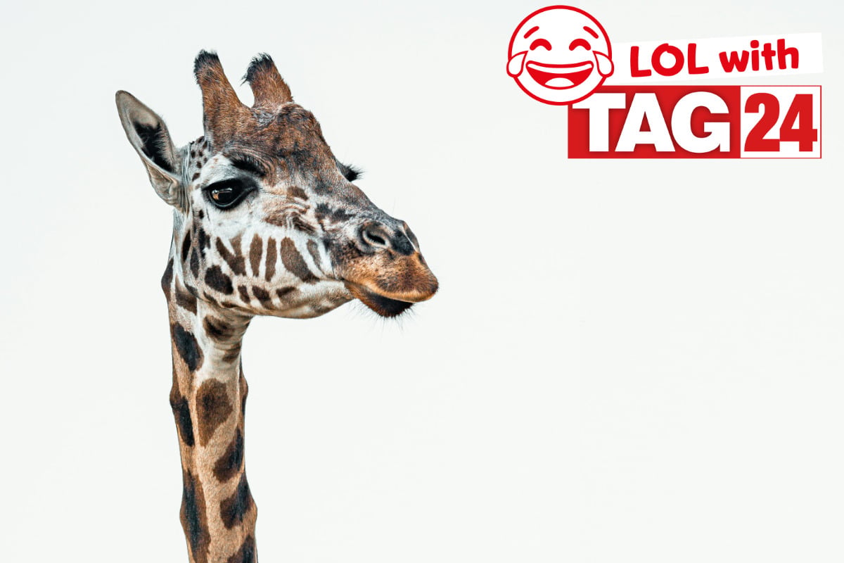 Joke of the Day for July 5, 2026: A long-necked laugh