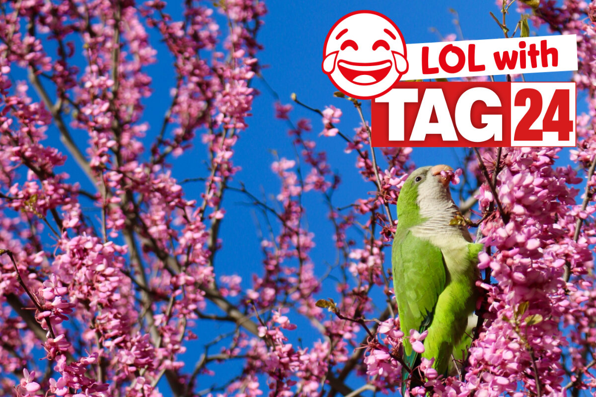 Joke of the Day for April 12, 2023 Get your funny on