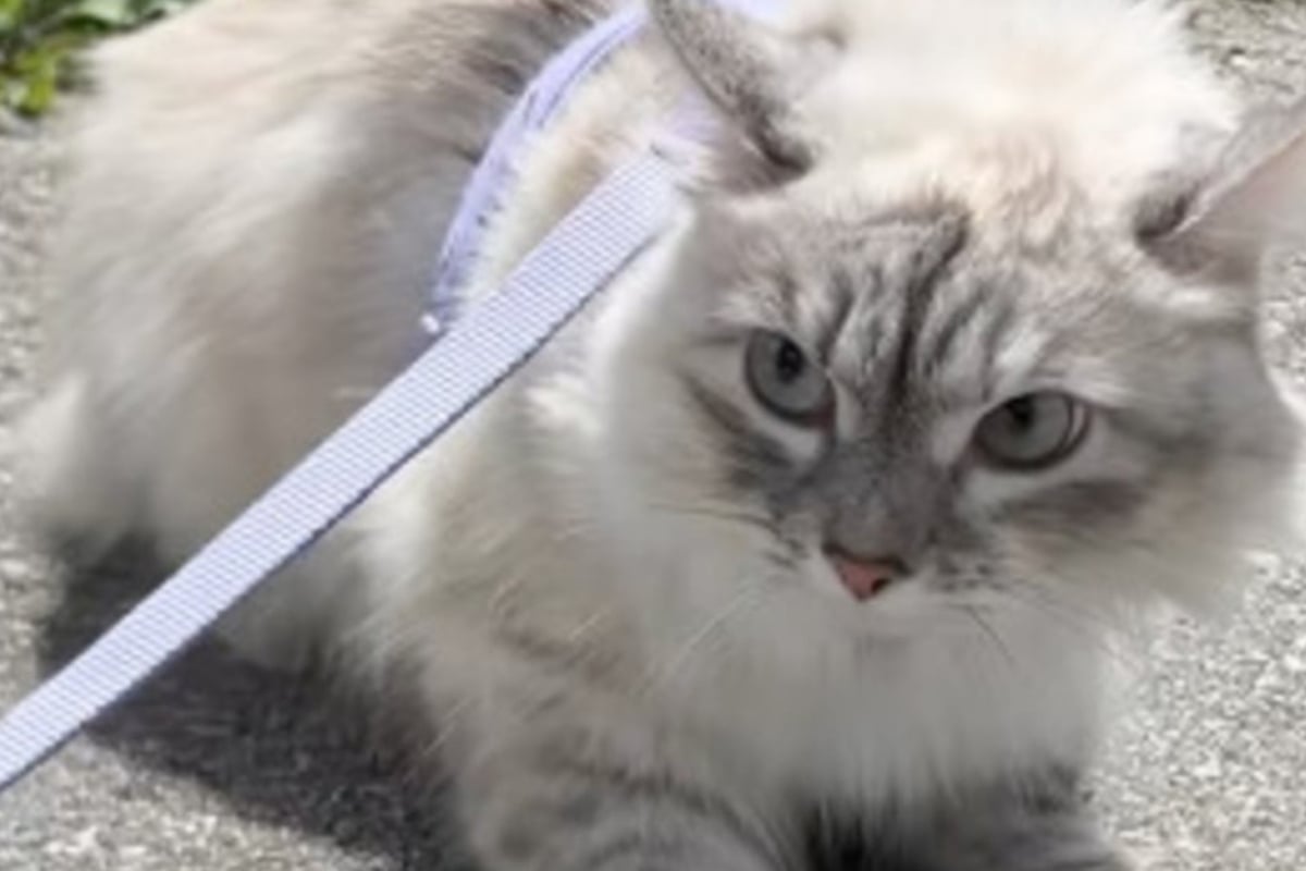 -u-erst-schreckhaft-Wovor-diese-Katze-Angst-hat-bringt-so-viele-zum-Lachen