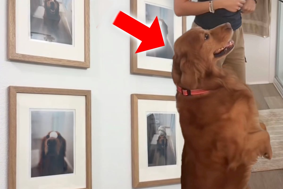 Golden-Retriever-entdeckt-Fotos-von-sich-Seine-Reaktion-l-sst-das-Netz-dahinschmelzen