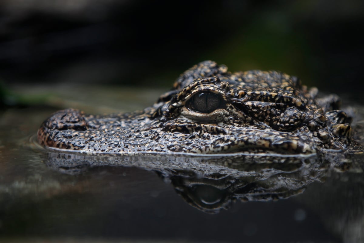 Schlummernde Gefahr im Leipziger Zoo: Alligator macht Außengehege unsicher