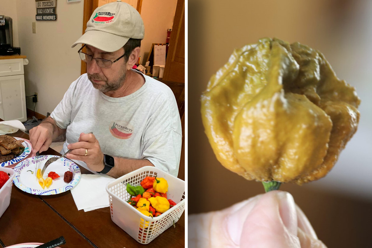 Dummer Junge Isst Schärfste Chilli Der Welt "Pepper X" - Züchter stellt schärfsten Chili der Welt vor - "Brutal"