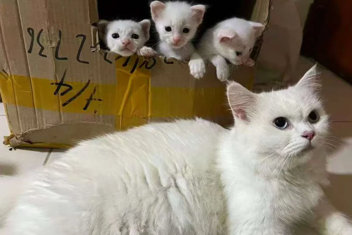 Mann-rettet-Katze-Zwei-Tage-sp-ter-passiert-etwas-womit-er-nicht-gerechnet-hat