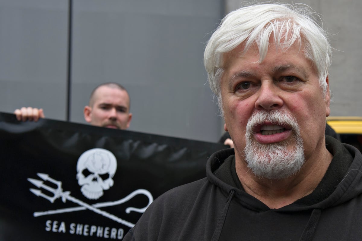 Aktivist droht Auslieferung: "Sea Shepherd"-Gründer Paul Watson verhaftet!