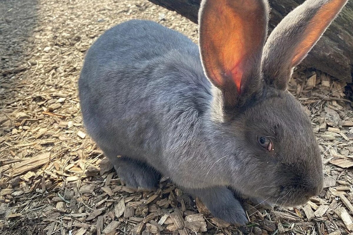 Süßer Kaninchen-Nachwuchs im Leipziger Zoo - doch vielen Babys blüht ein blutiges Ende