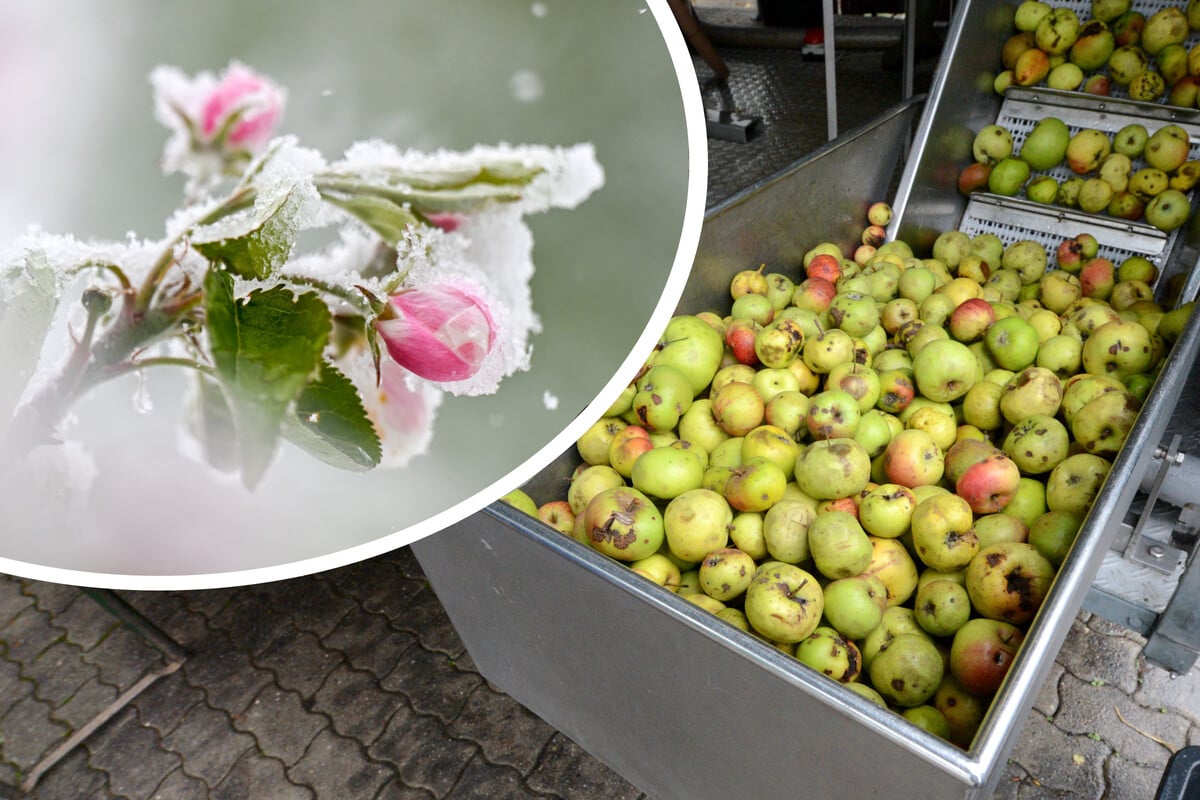 Sachsens Apfel-Desaster: Alle Termine der mobilen Kelterei abgesagt!
