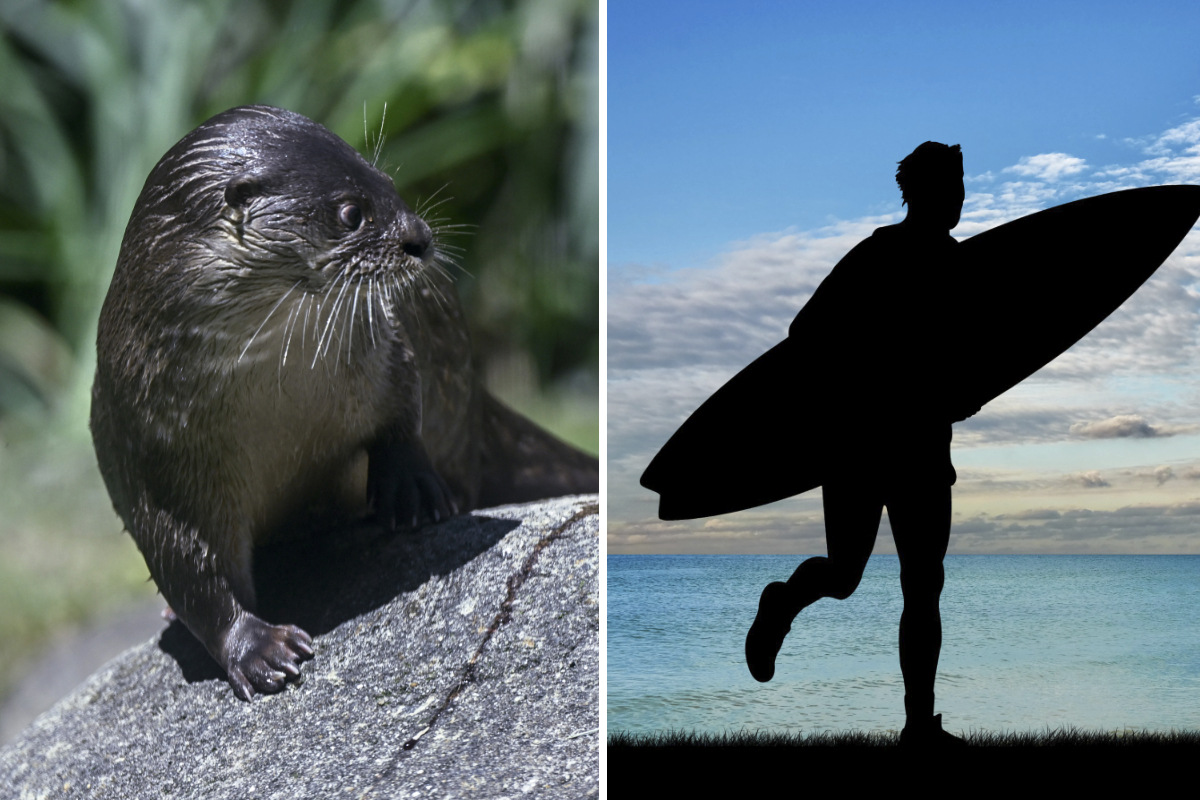 A sea otter is terrorizing California surfers - Los Angeles Times