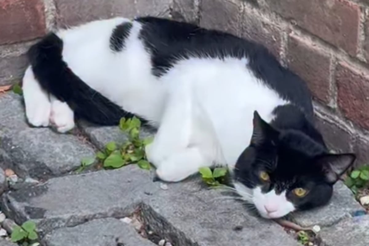 Cat too terrified to move shows his true, adorable colors after rescue 