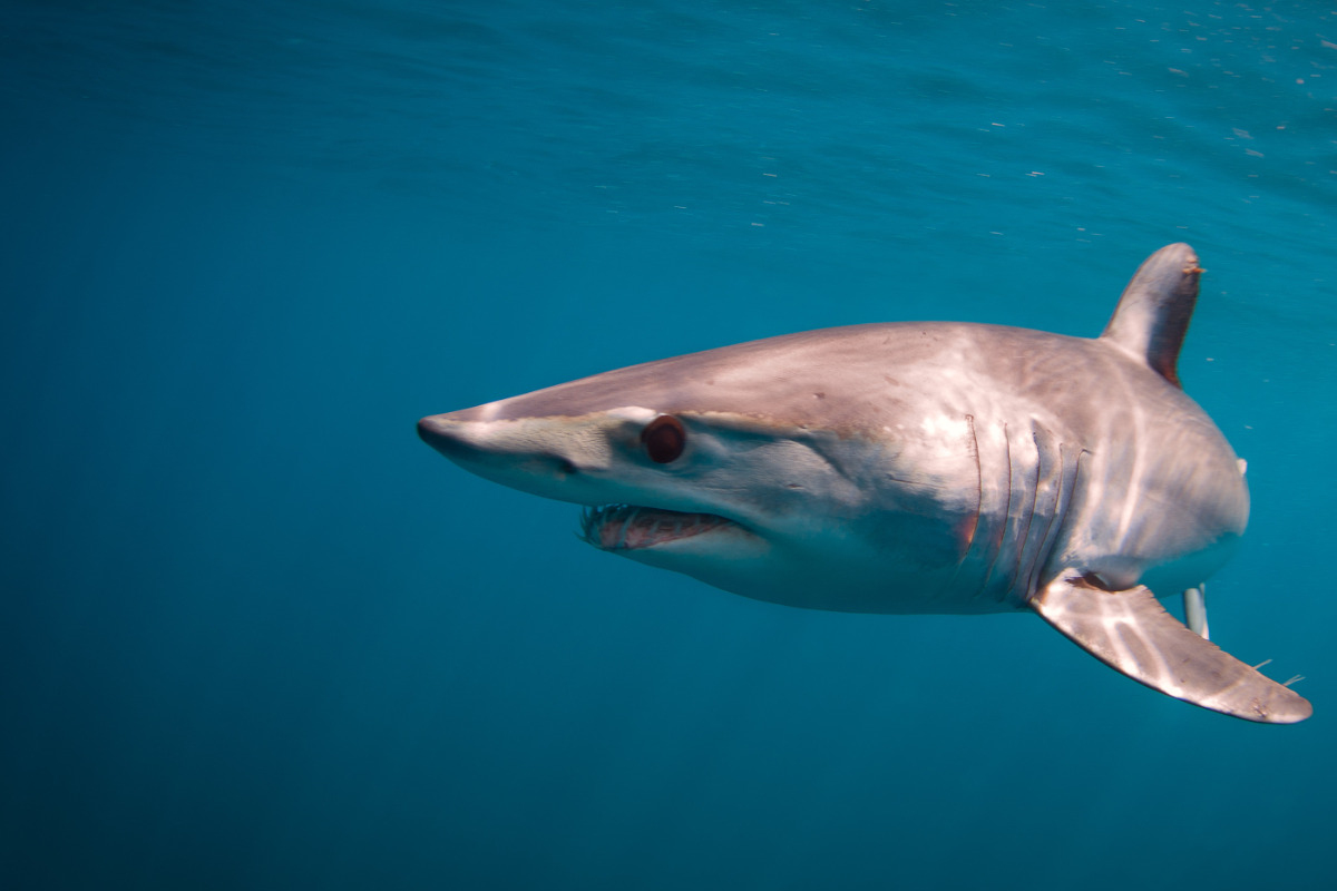 US tourist killed by shark in Bahamas