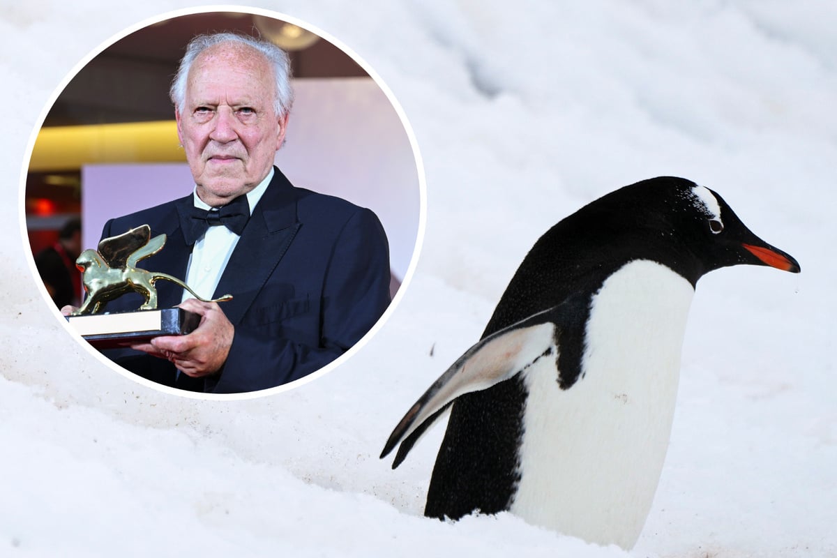 rebellischer-pinguin-dominiert-aktuell-das-internet-aber-warum