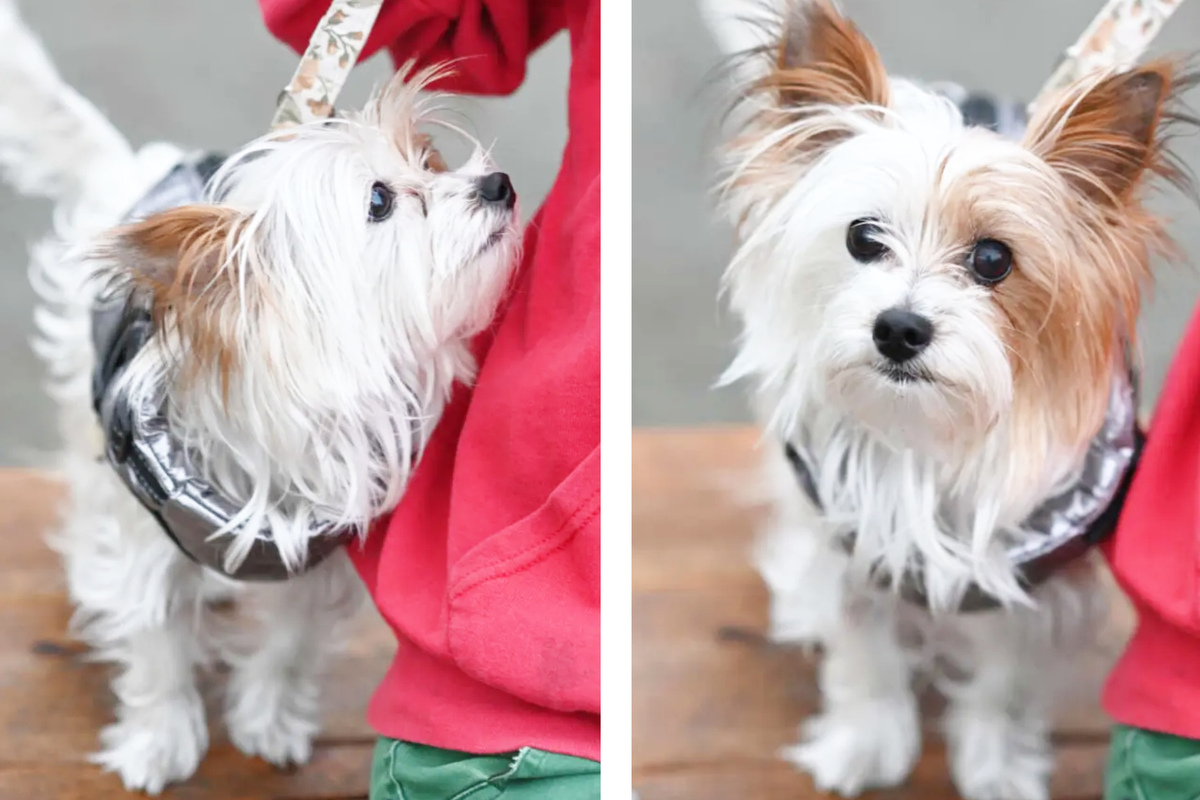 Paiaite Hundeweste Aus 100% Baumwolle, Gerippt – Für Kleine Rassen Wie Chihuahua, Yorkie, Atmungsaktiv & Bequem