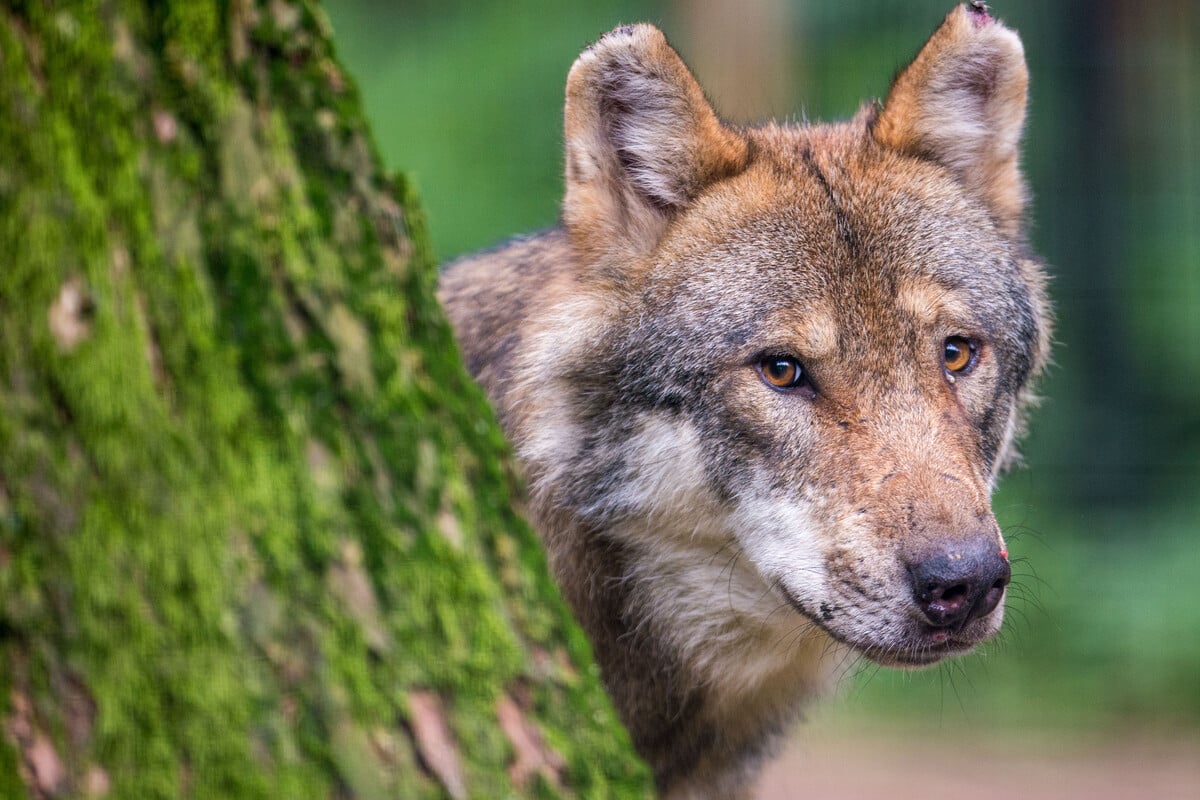 Thüringen hat ein Wolfsrevier weniger: Wo steckt die Wölfin aus dem Raum Zella?