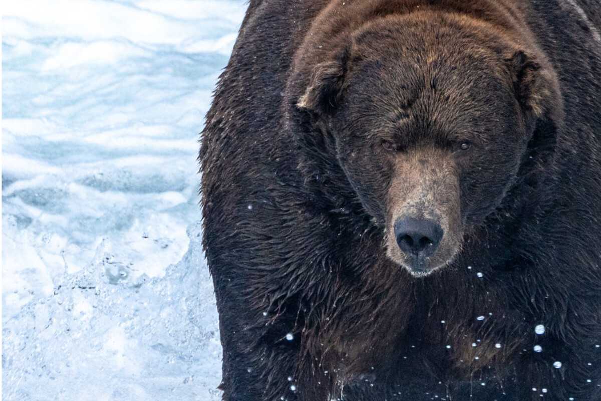 The 2022 Fat Bear Week winner is jumbo sized bear 747