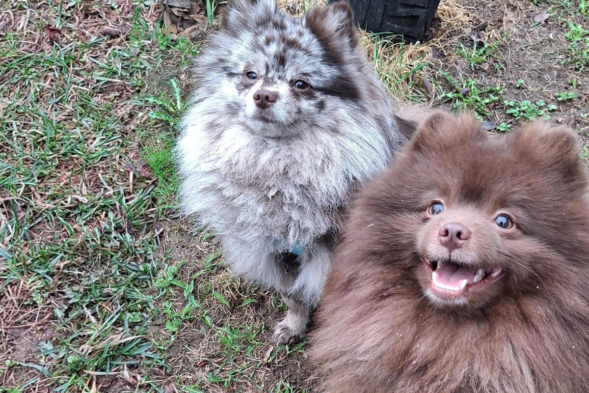Diese beiden Knirpse wollen endlich ankommen: Wer gibt Lucky und Jimmy ein Zuhause?