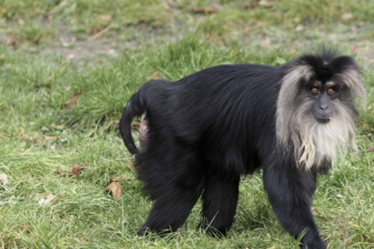 Nach Affen-Klau im Leipziger Zoo: Polizei schnappt gleich mehrere Tatverdächtige