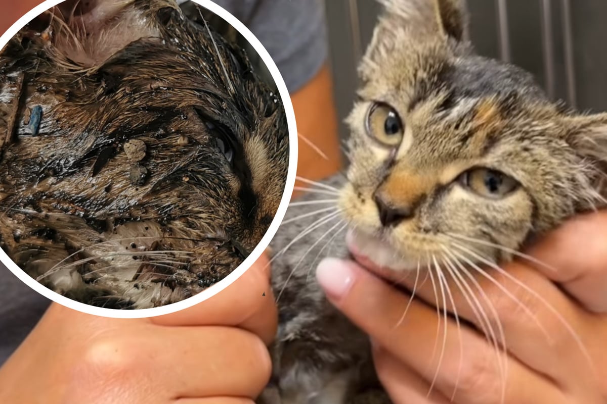 Wer-tut-so-etwas-Katzenkind-mit-Klebstoff-bergossen-und-in-Karton-ausgesetzt
