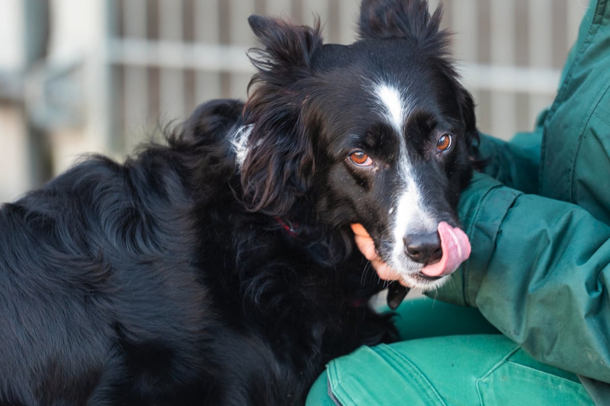 Tierfreunde-aufgepasst-Diese-Tierheim-Doku-erobert-bald-K-ln