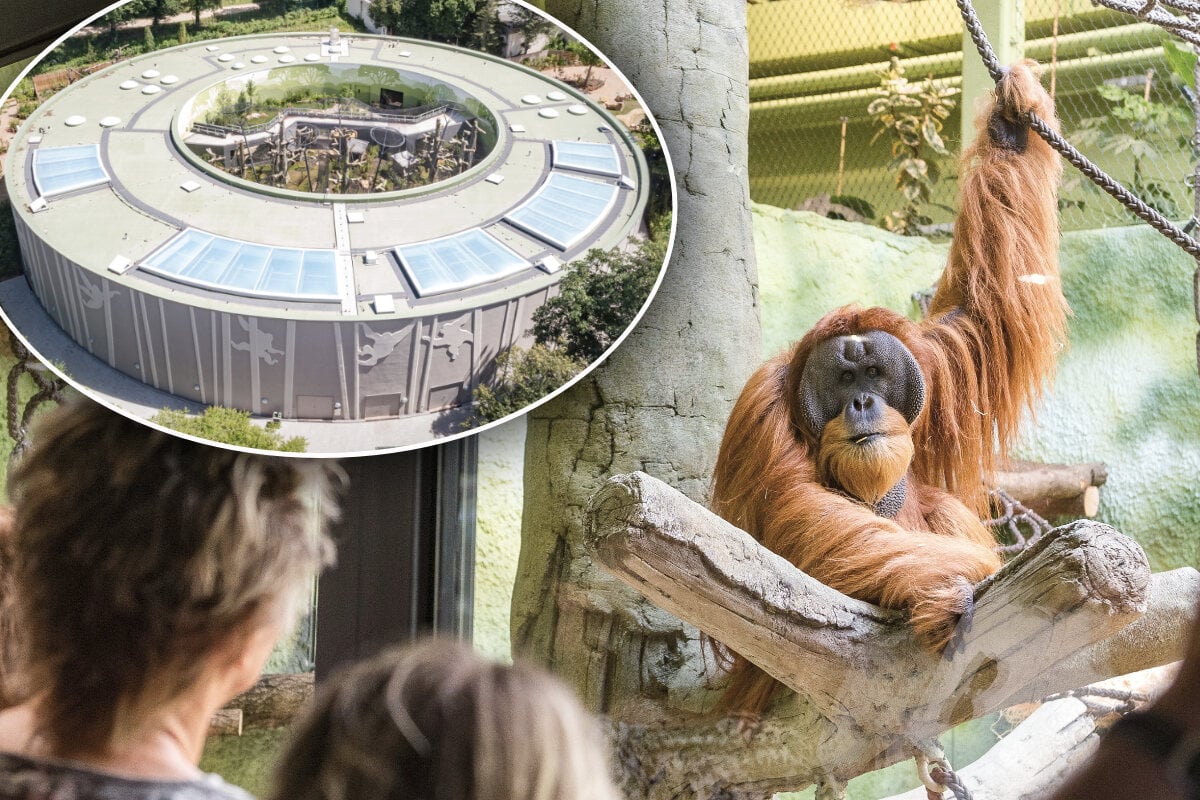 Teures Orang-Utan-Haus und Bauverzug: Zoo erhöht Preise – Affenschande?