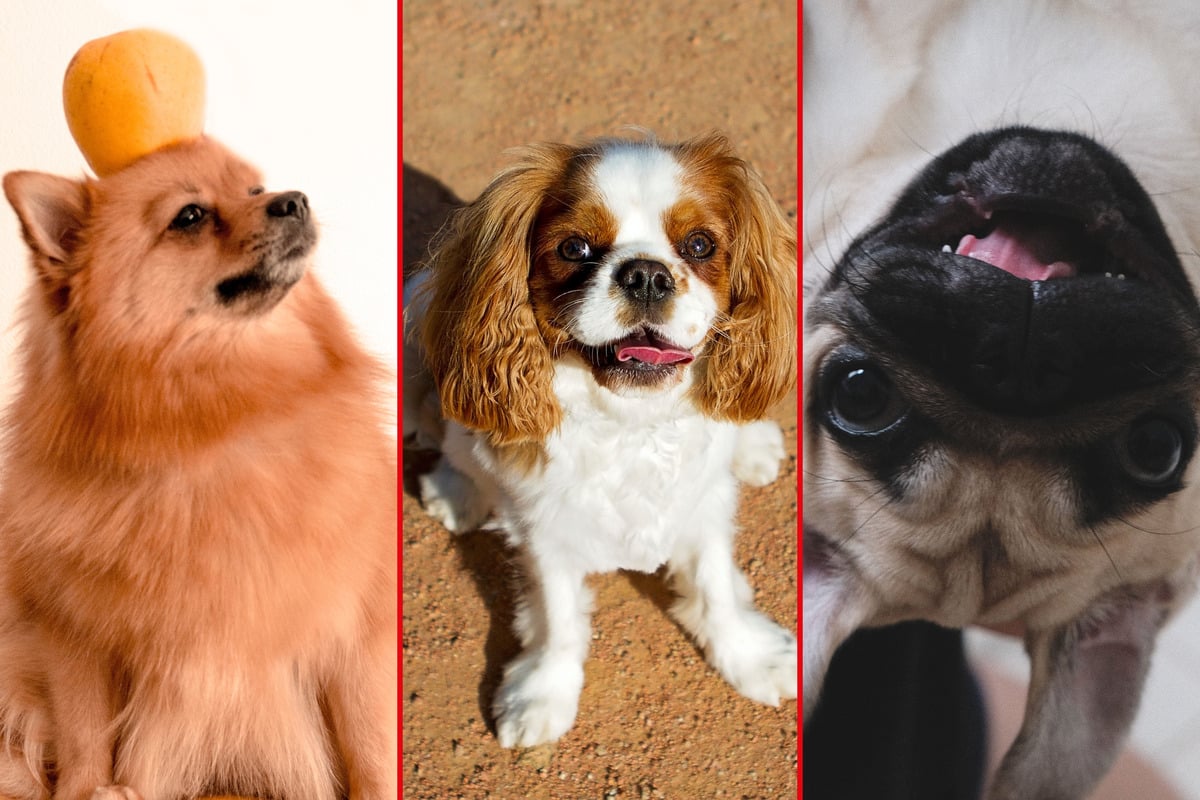 Top 10 dog breeds to avoid