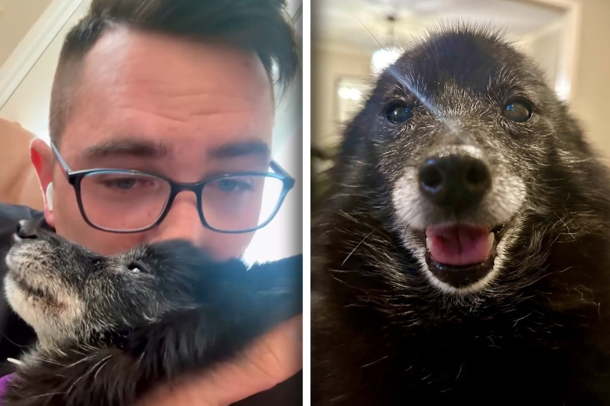 Hund weckt Herrchen morgens um 5 Uhr: Der unerwartete Grund lässt sein Herz schmelzen