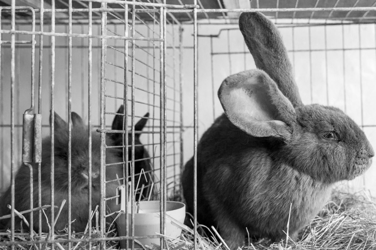 Ausgebüxte Hunde springen in Hasenstall und töten zwei Kaninchen