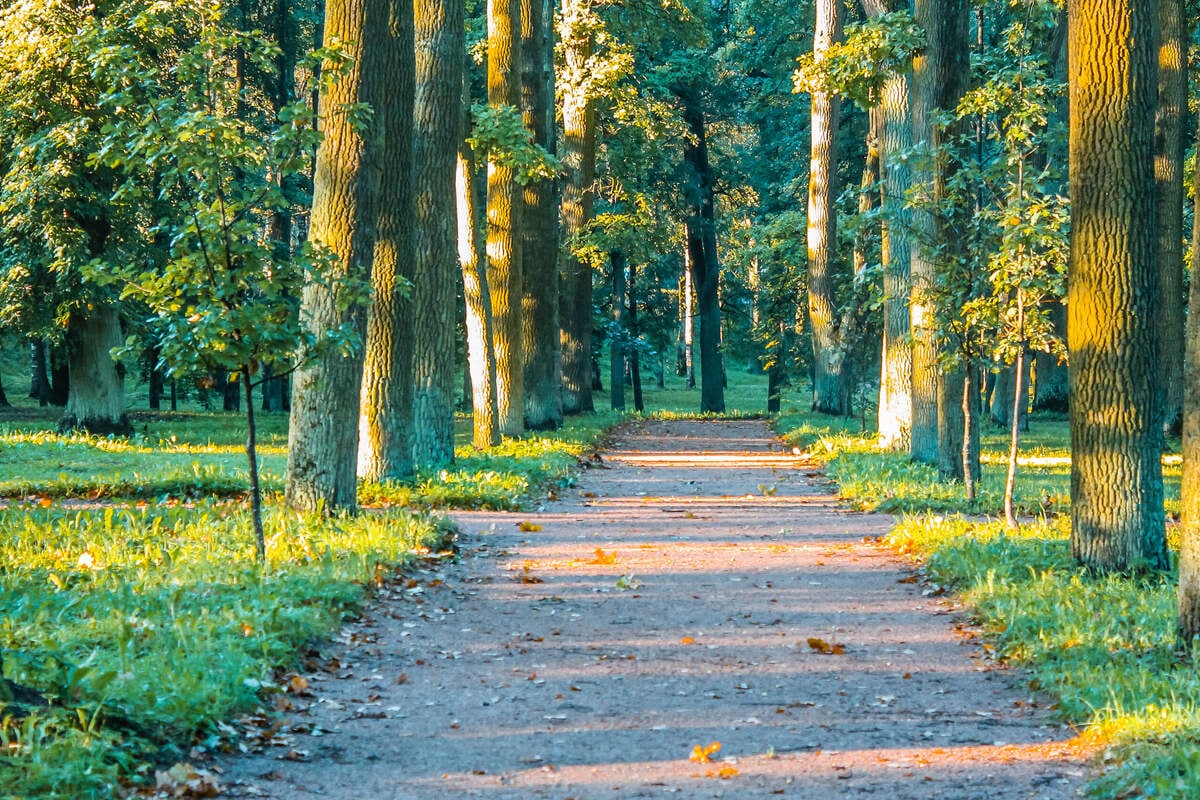 Obacht beim Spazieren im Palmengarten! Stadt sperrt Weg bis auf Weiteres