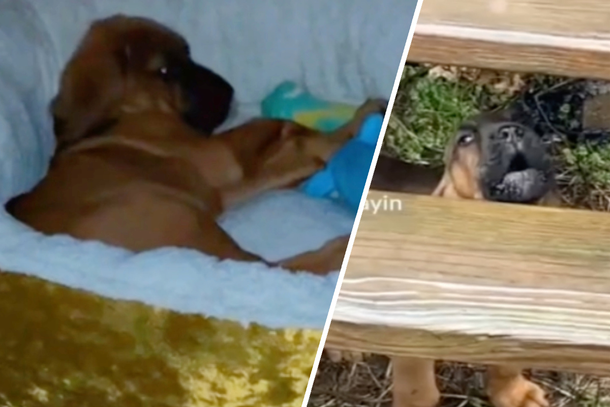 Bloodhound-Welpe mag Regen überhaupt nicht: Was er dann macht, lässt keinen kalt