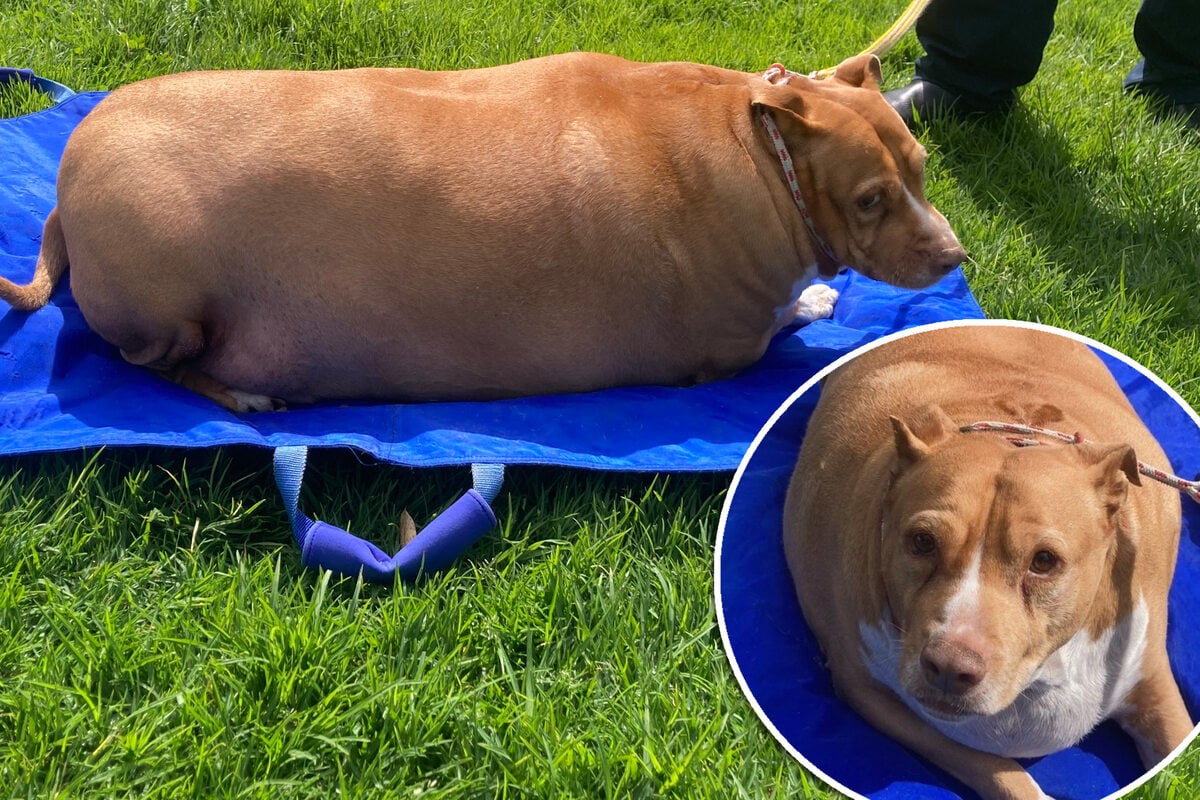 Hund zu Tode gefüttert: "Eines der fettleibigsten Tiere, die wir je gesehen haben"