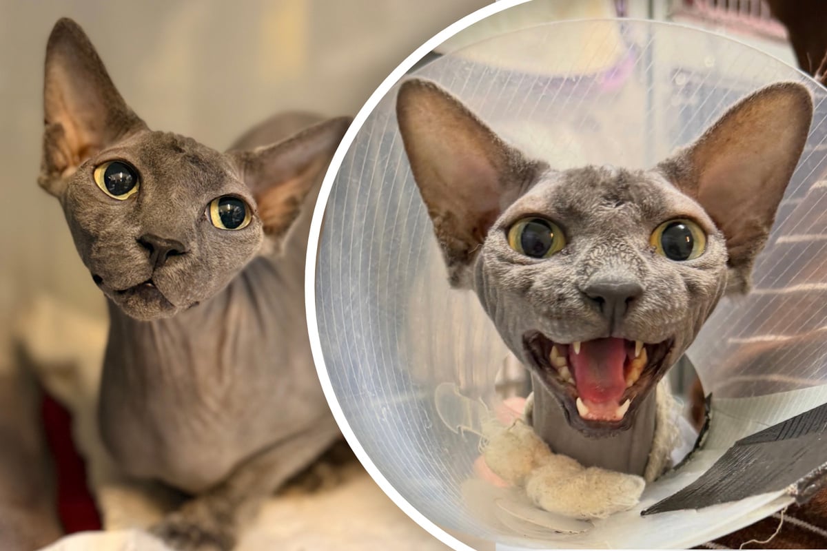 -Wirklich-eine-kleine-Hexe-Diese-Katze-verteilt-Backpfeifen-im-Tierheim