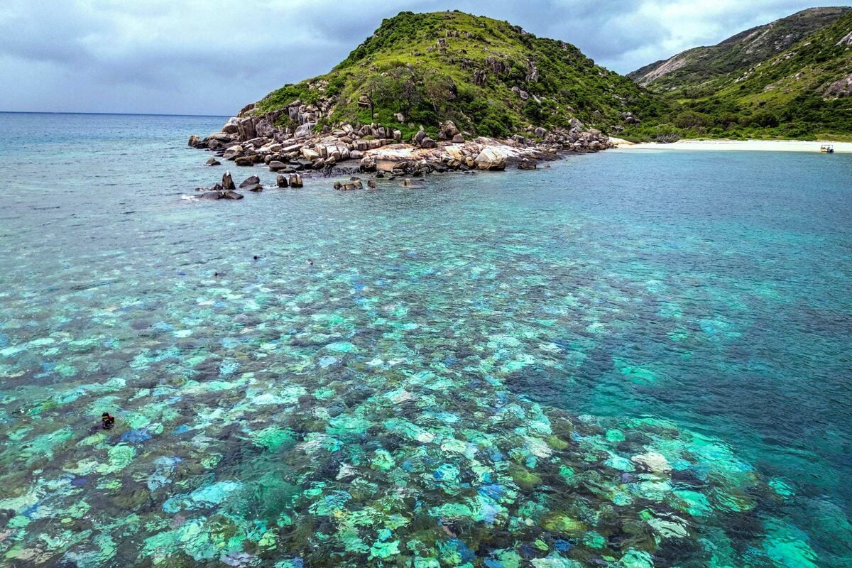 Scientists say the Great Barrier Reef is at risk of total "ecosystem collapse!" 