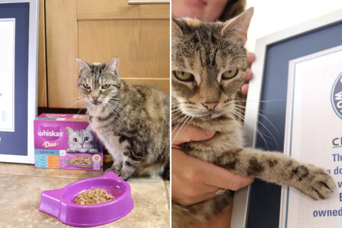 Cat sets Guinness World Record with loudest purr