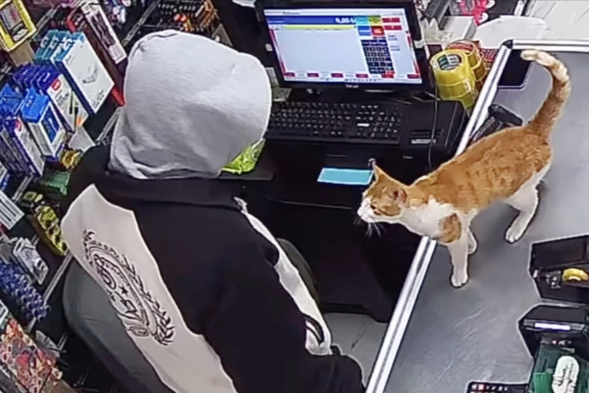 Street cat is fed by kind store owners – and his display of gratitude melts hearts!