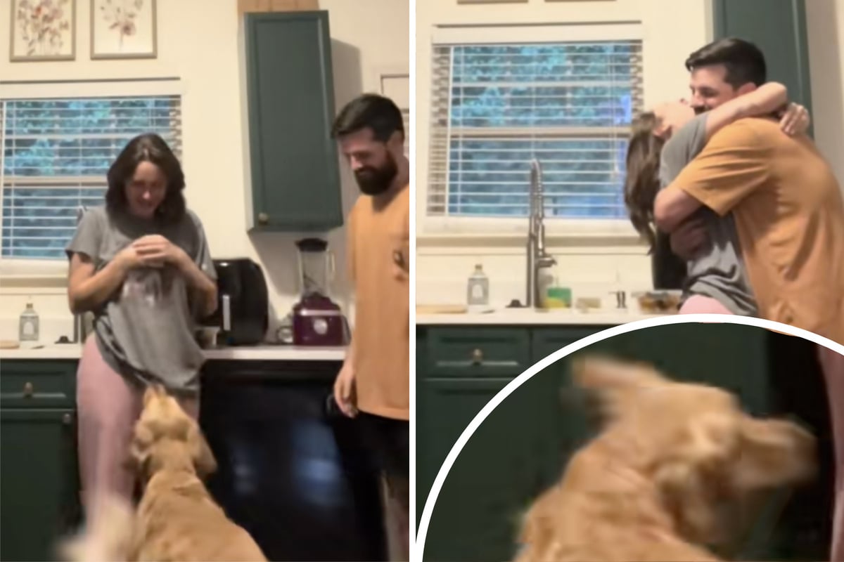 Wie-Golden-Retriever-auf-die-Umarmung-seiner-Besitzer-reagiert-verz-ckt-so-viele