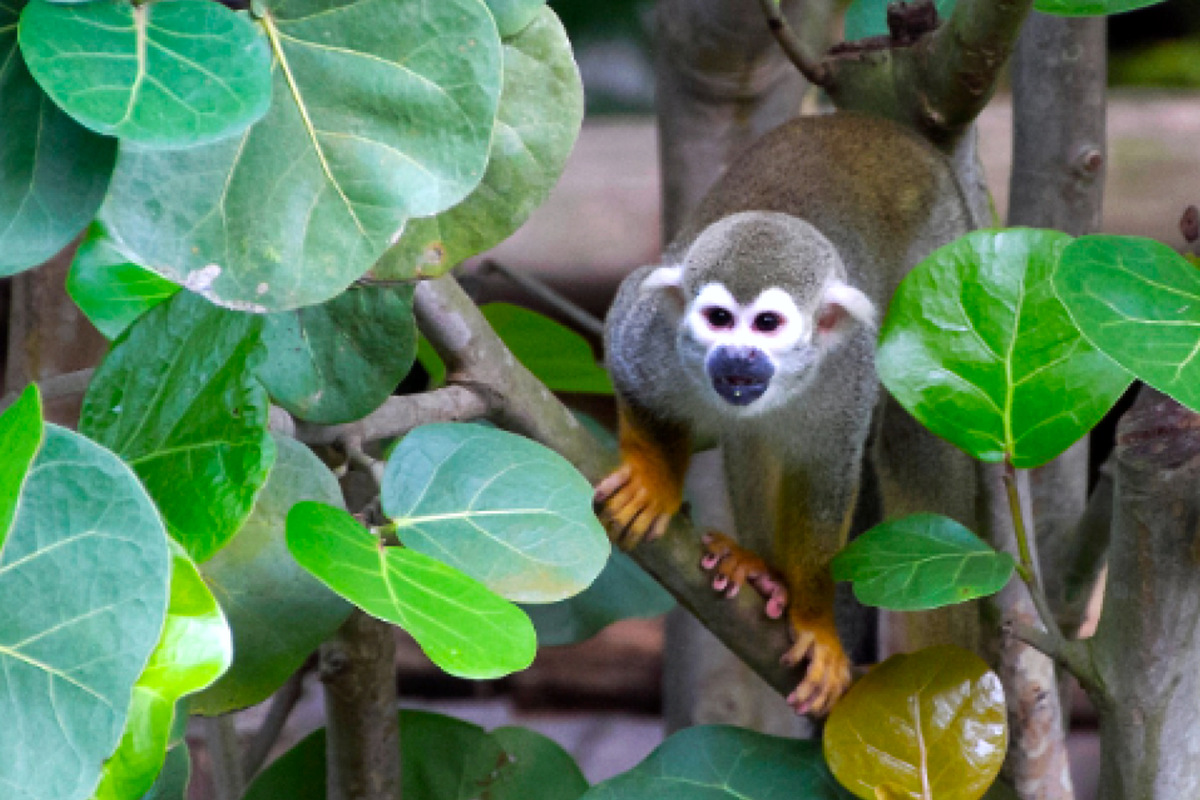 Vorsicht Fluchtgefahr! Affenalarm im Gondwanaland Leipzig