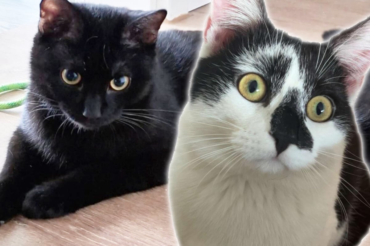 Herzlos im Karton ausgesetzt: Tom und Jerry wollen endlich ankommen