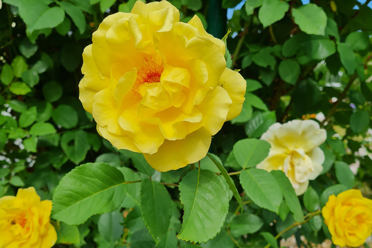 Rosen dngen: So gedeihen die edlen Blumen prchtig