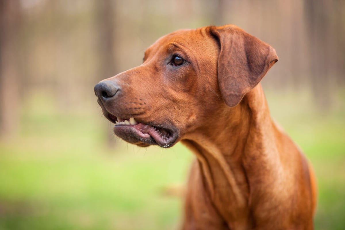 Auf Familienfeier Hund beißt Kind (8) halbes Ohr ab! TAG24