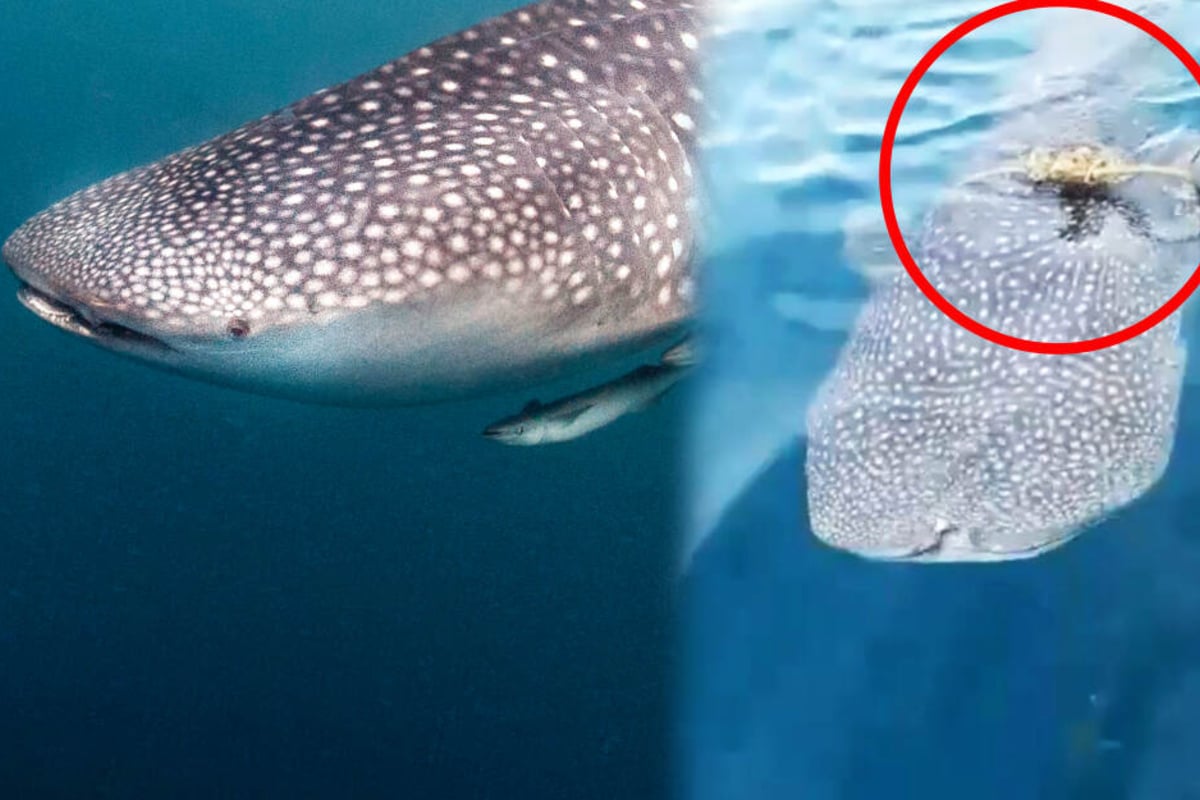 Ein Walhai braucht Hilfe Damit hat er aber nicht TAG24