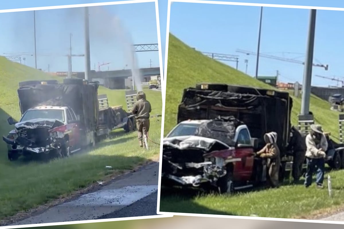 Schwarm ausgebüxt: Eine Million Bienen nach Truck-Unfall frei