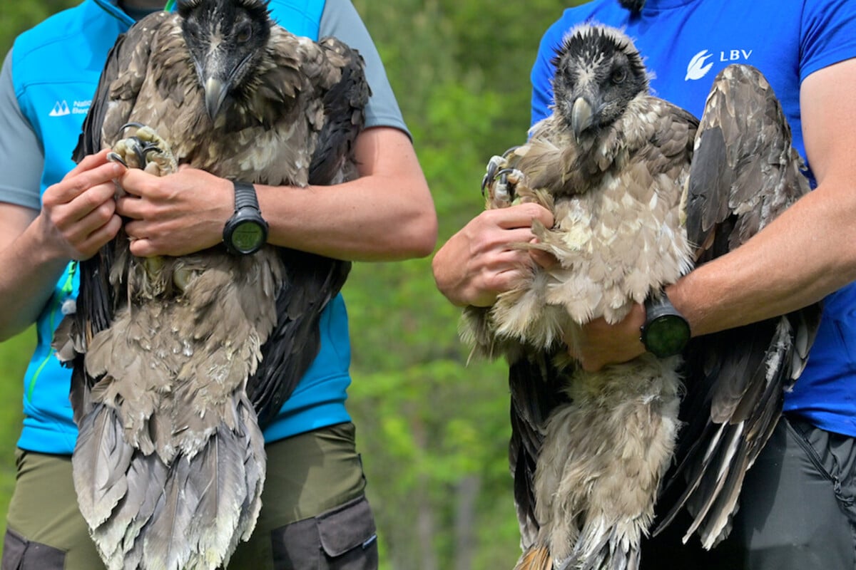 She did not survive the wilderness: dead bearded vulture Wally is examined