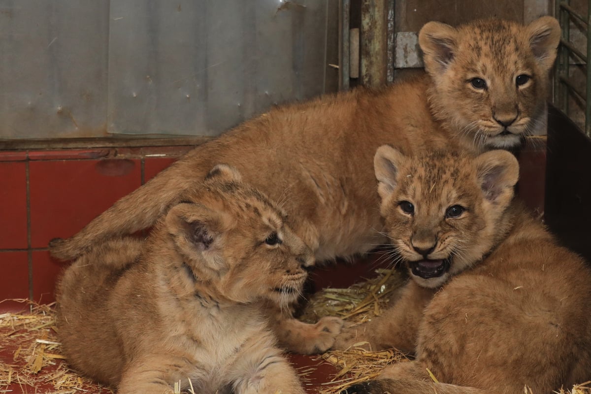 Exklusive-Einblicke-L-wen-Babys-im-K-lner-Zoo-auf-Entdeckungstour